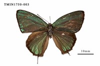 藏品(小翠灰蝶)的圖片